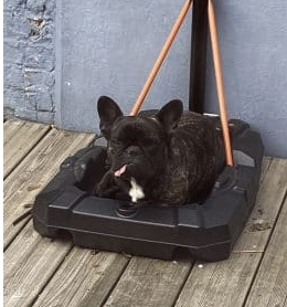 Bouledogue français