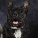 Bouledogue Français mâle 2 ans et demi