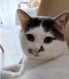 Chat à adopter (Don)