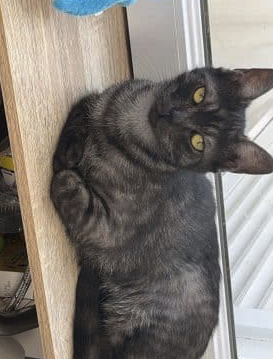 Chat femelle a donner contre bon soins