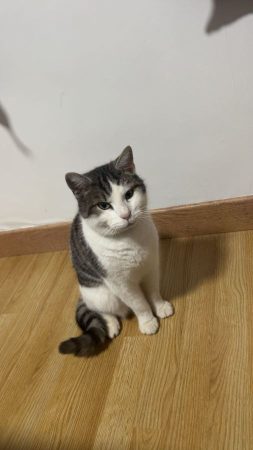 Chat mâle