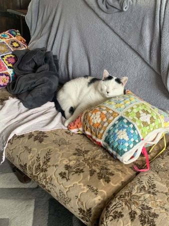 Chat mâle de 10 ans, très sociable et affectueux à adopter – Chat / Chaton à donner à Caen (14) (photo 2)