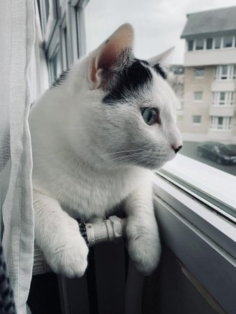 Chat mâle de 10 ans, très sociable et affectueux à adopter – Chat / Chaton à donner à Caen (14) (photo 3)