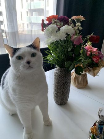 Chat mâle de 10 ans, très sociable et affectueux à adopter – Chat / Chaton à donner à Caen (14)