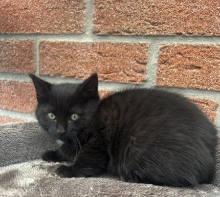 Chaton