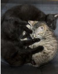 Chatons à l’adoption