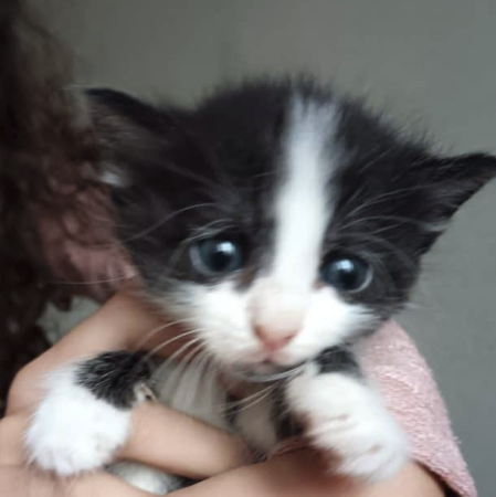 Chatons
