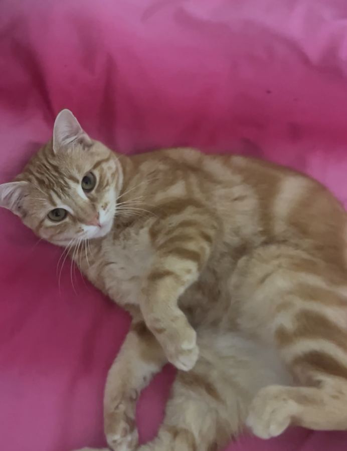 Chatte câline à adopter – cherche famille aimante