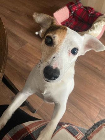 Chercher foyer adapté pour chienne attachante