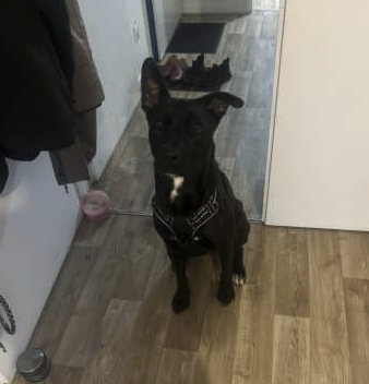 Chien à donner