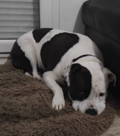 Chien croisé