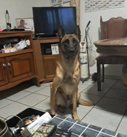 Chien malinoi vendu