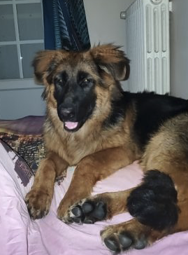 Chienne berger allemand