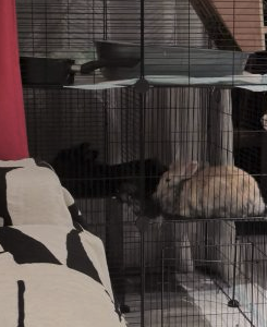 Couple de lapins nains
