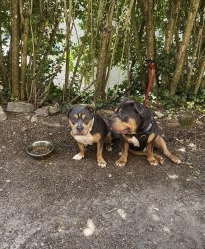 Deux Bully américain à donner