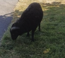 Deux Moutons Béliers Ouessants