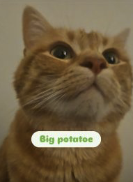 Don d'un chat roux de 4 ans