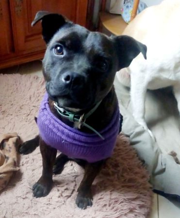 Don Staffordshire bull terrier