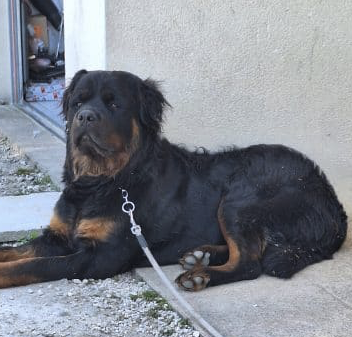 Donc chien 17 mois