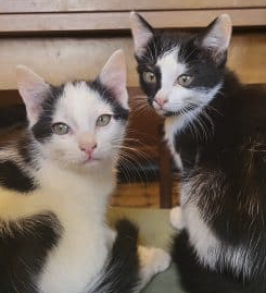 Donne 4 chatons