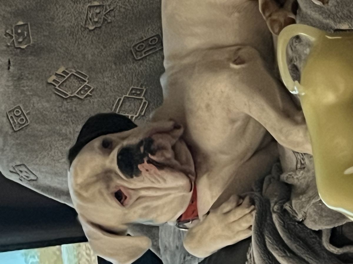 Donne boxer mâle blanc