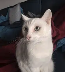 donne chat adulte mal blanc