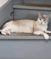 Donne chat