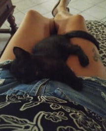 Donne chat de 1 ans castres et 2 chaton de 3 mois