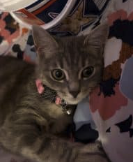 donne chat de 1 ans