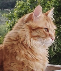 Donne chat de 2 ans très sociable