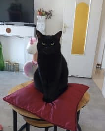 Donne chat européen
