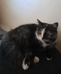 Donné chat femmelle
