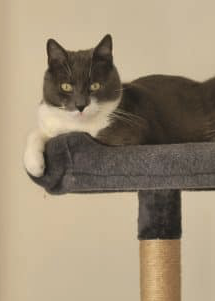 Donne chat mâle 5ans gris et blanc