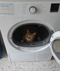 Donne chat très câlin