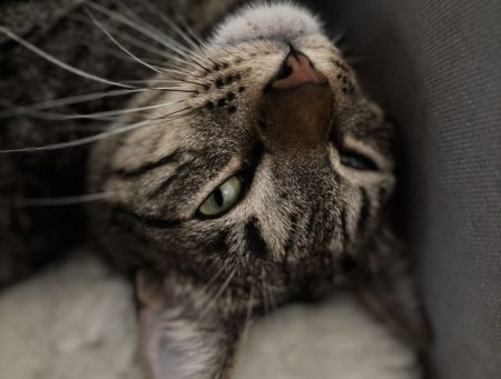 Donne chat type européens, beau pelage