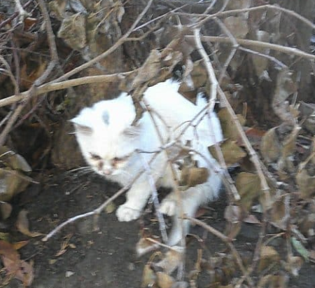 DONNE CHATON BLANC