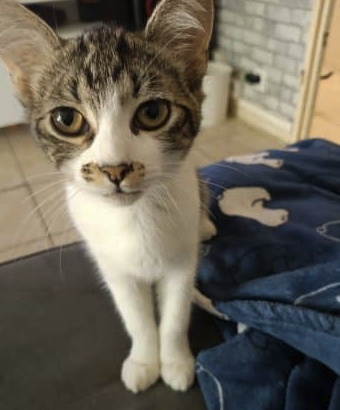Donne chaton