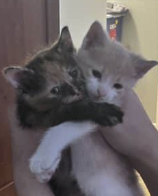 Donne chaton très mignon