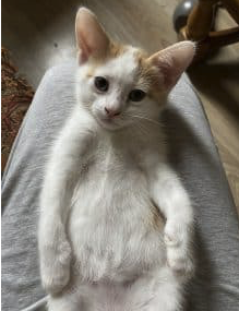 Donne chatons