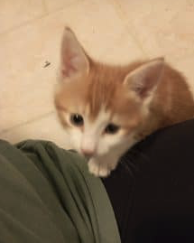Donne chatons