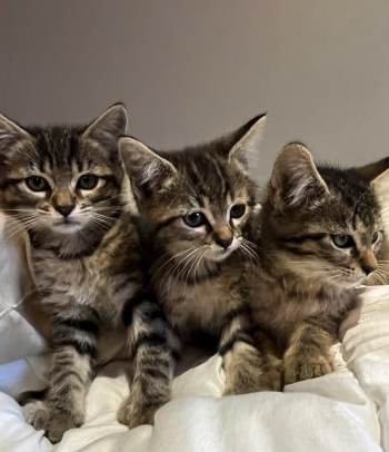 Donne chatons femelles