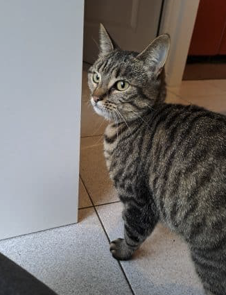 Donne chatte tigré grise 4 ans suite séparation