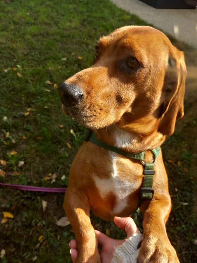 Donne Chien affectueux