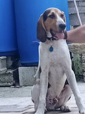 Donne chien anglo français