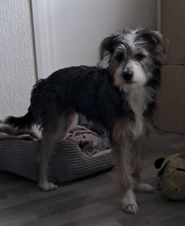 Donne chien