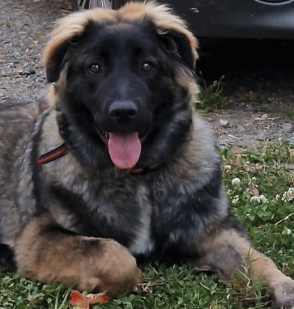 Donne chien croisé Léonberg malinois