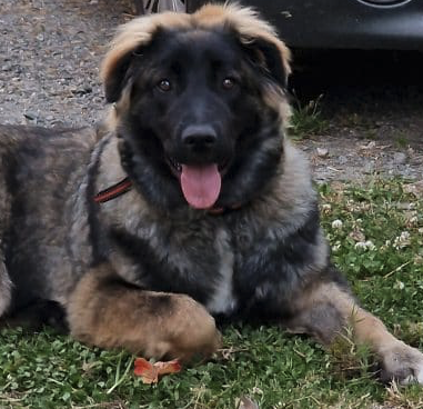 Donne chien croisé Léonberg malinois