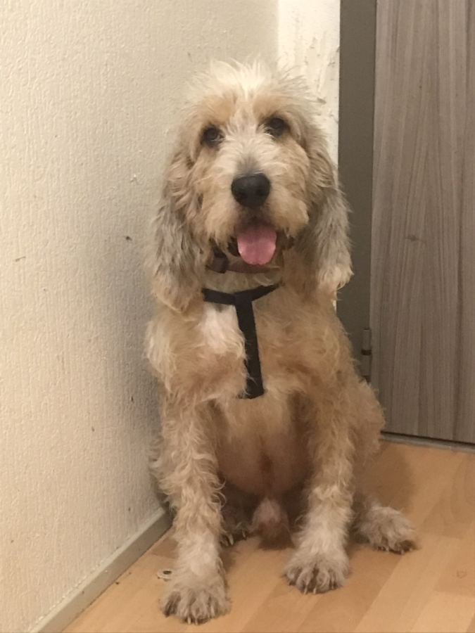 Donne chien de chasse catégorie sanglier race griffon nievernais