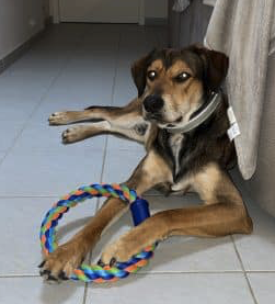 Donne chien gentil