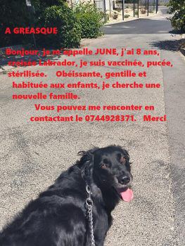 Donne chienne Labrador